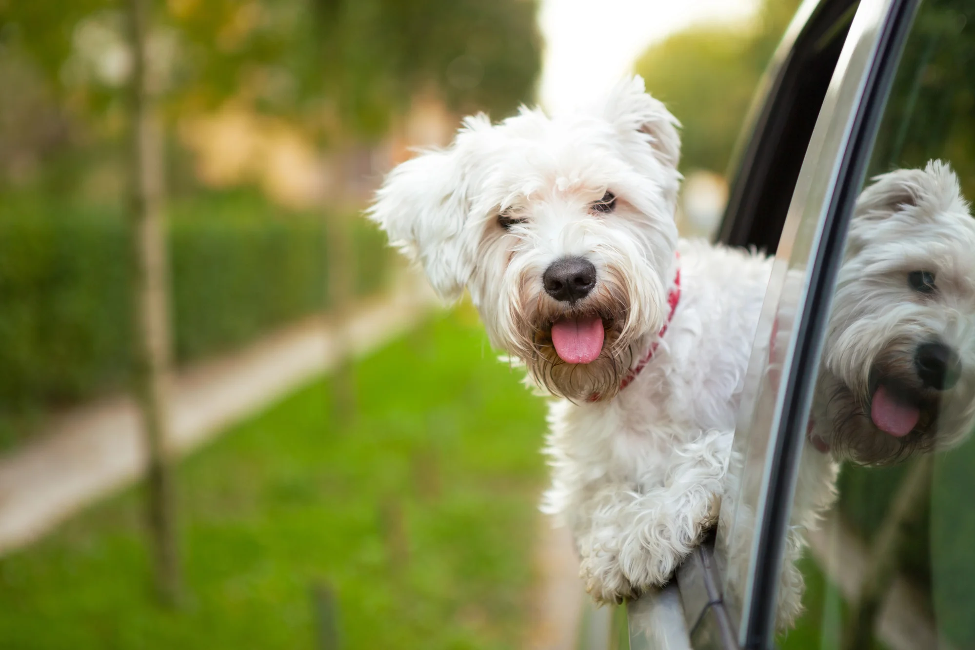 De hond gaat natuurlijk ook mee naar Denemarken!