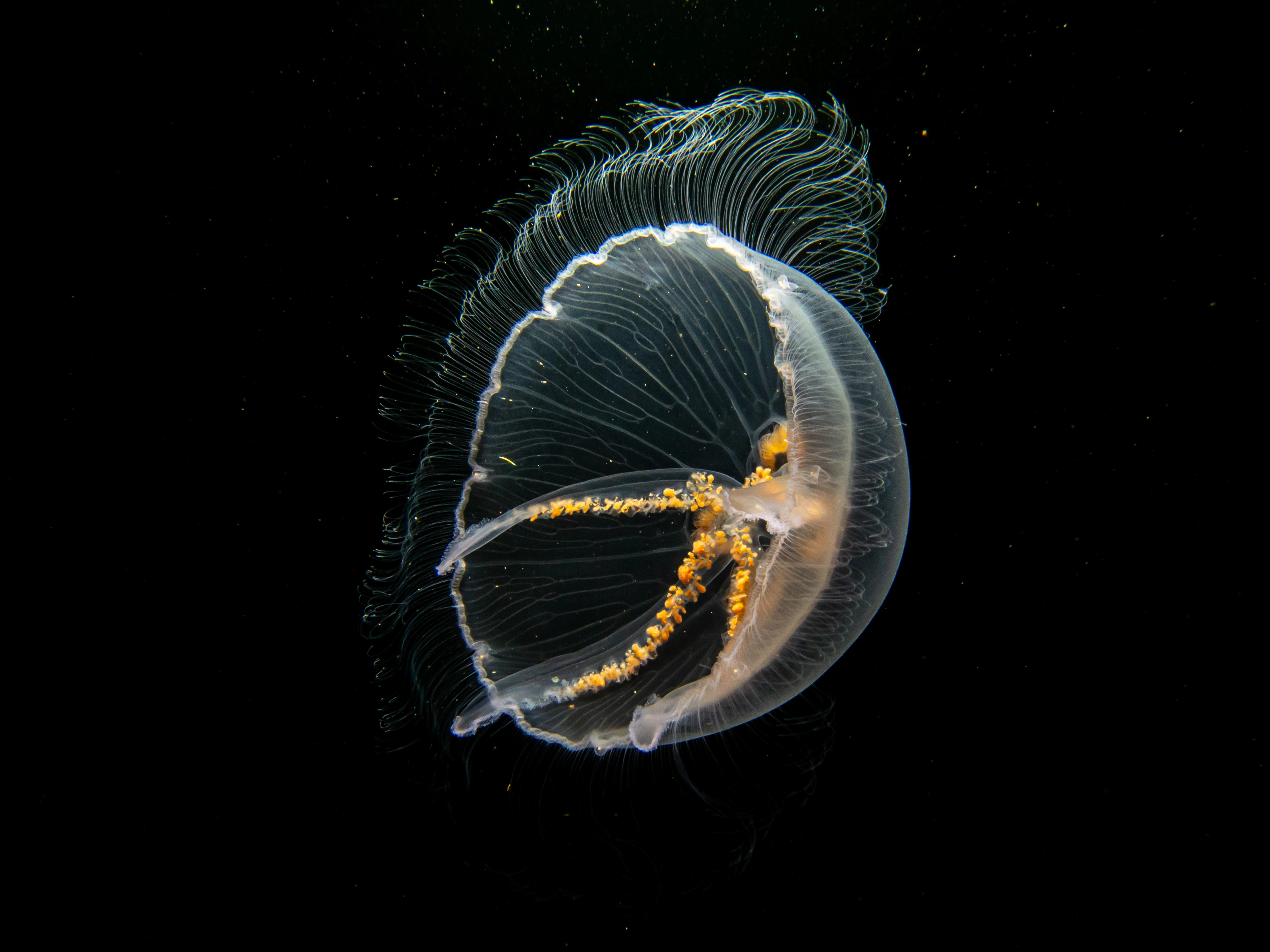 Moon jellyfish ("Aurelia aurita") uit de Oresund,