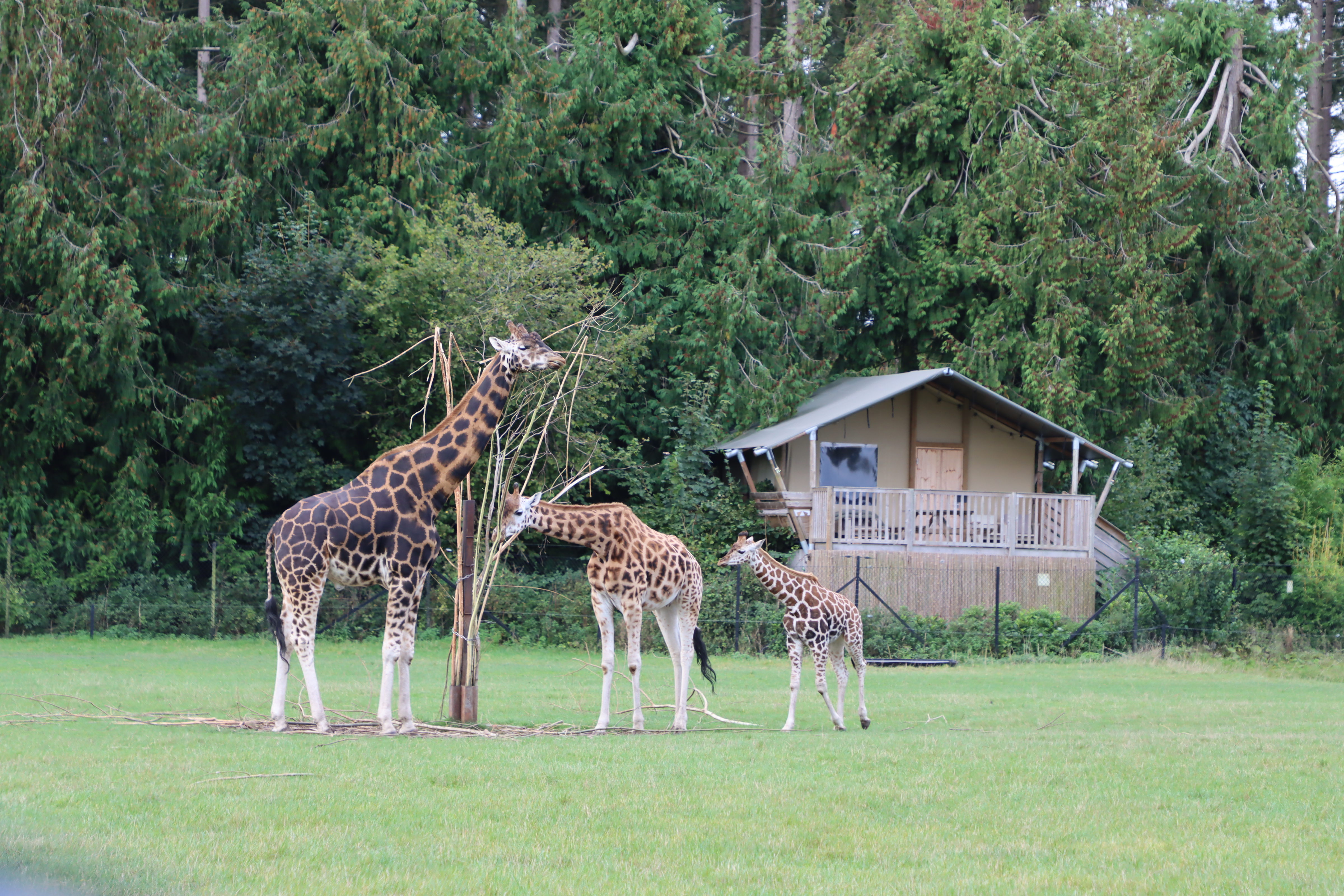 Op de savanne in Knuthenborg Safaripark in Denemarken - © Knuthenborg Safaripark
