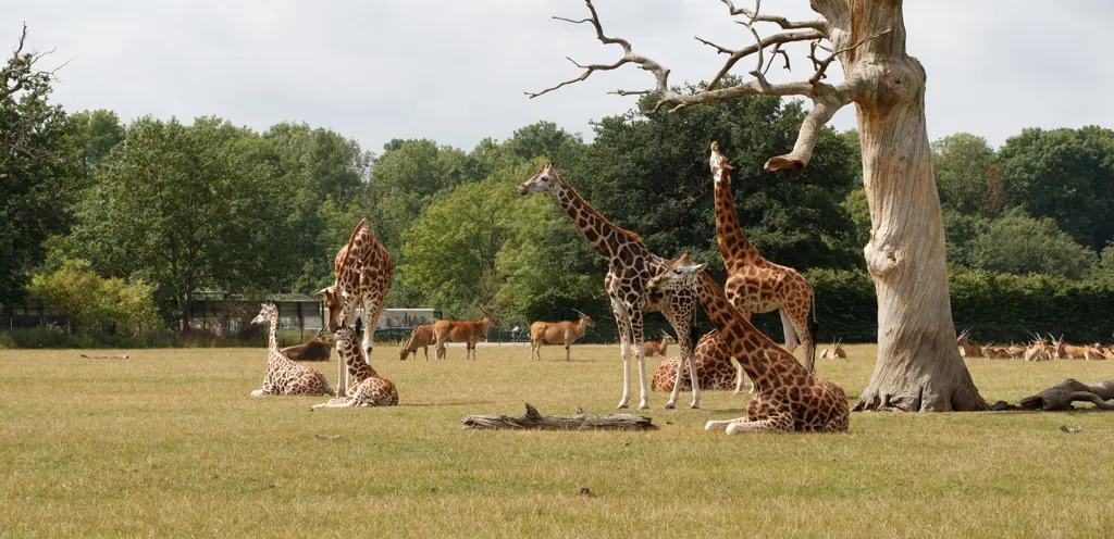 Knuthenborg Knuthenborg Safaripark - Kies uit 379 vakantiehuizen - Dansk.nl