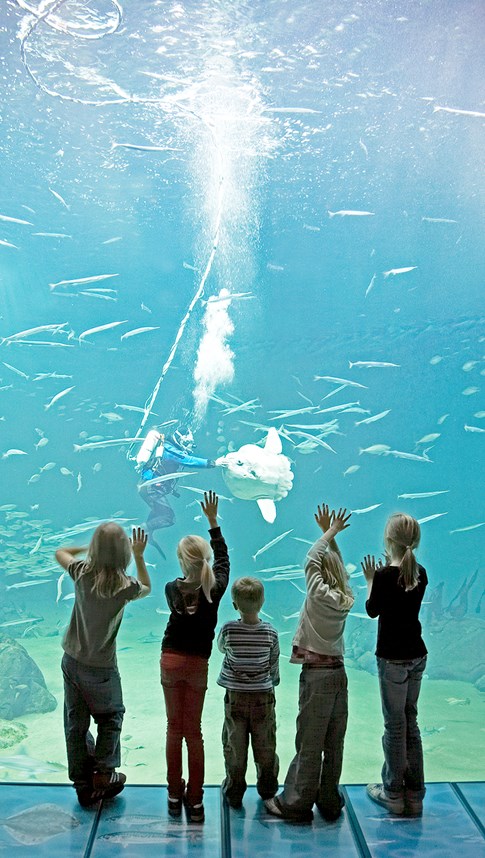 © Nordsøen Oceanarium