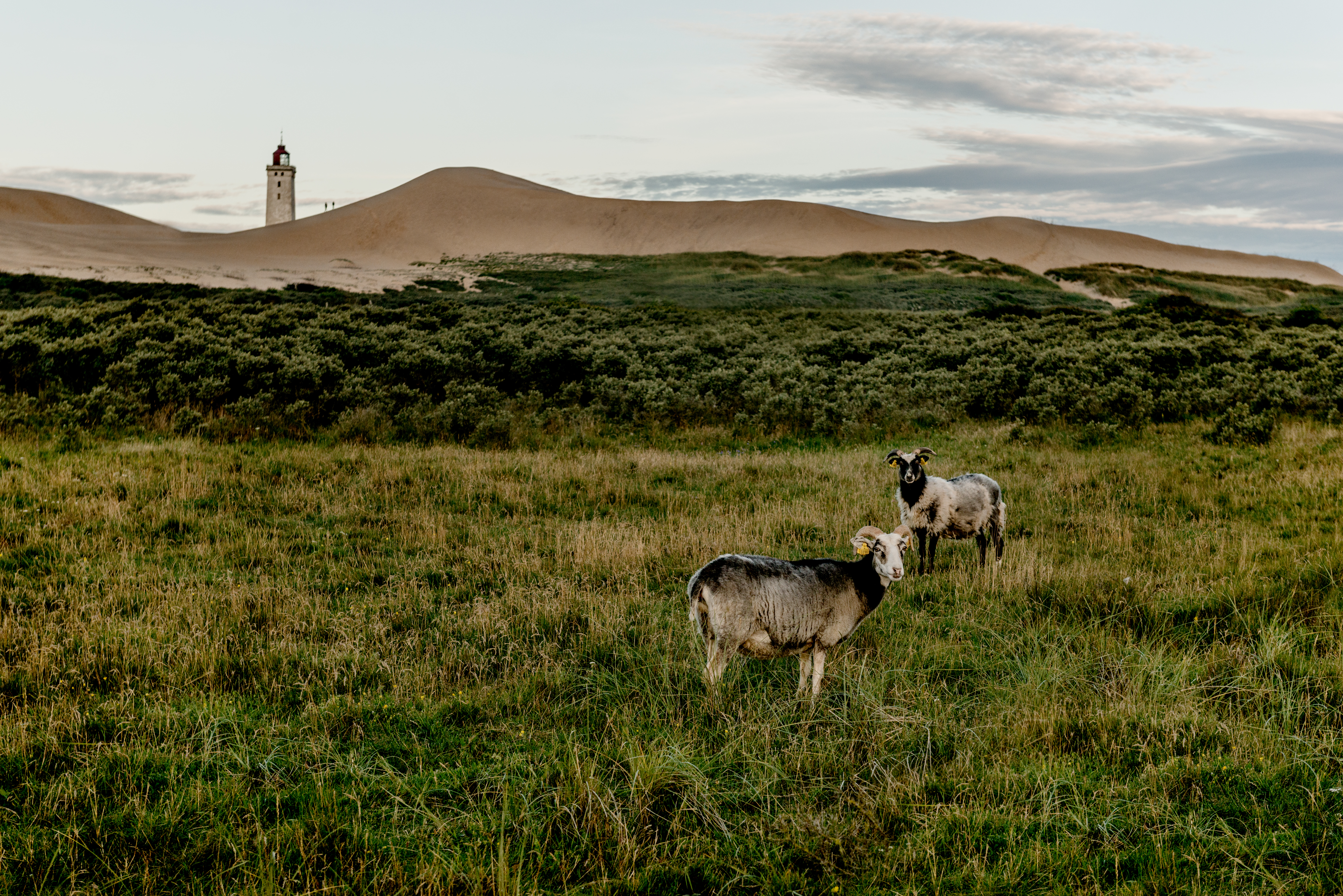 Deense schapen voor de vuurtoren van Rubjerg © Mette Johnsen