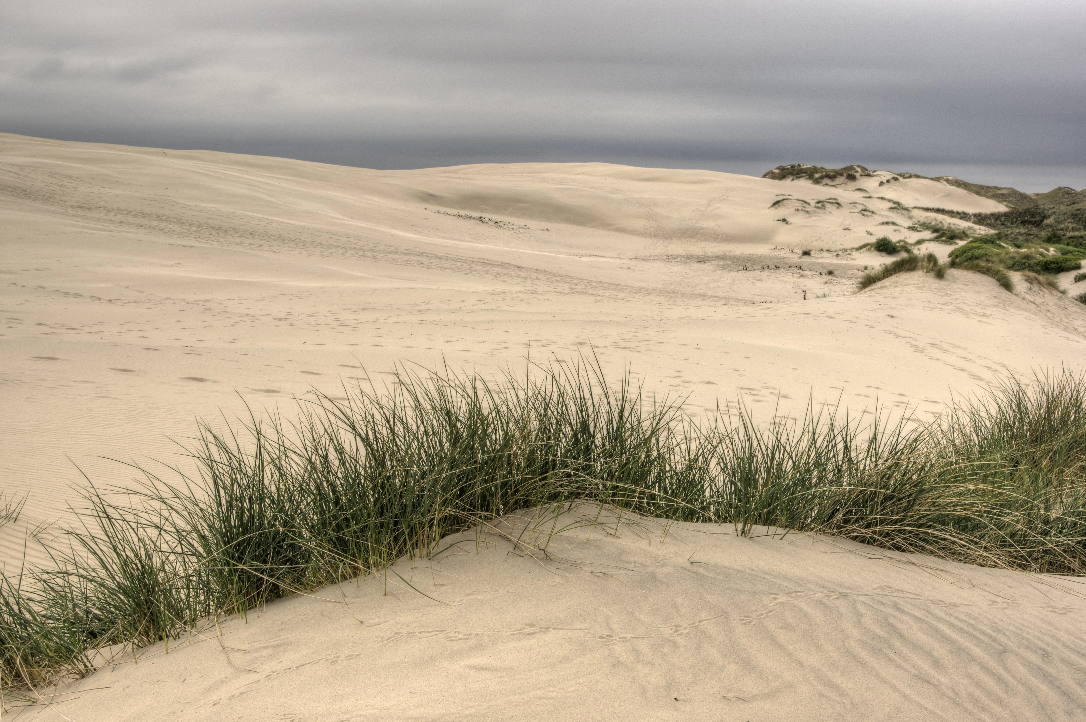 De wandelende duinen Råbjerg Mile in het noorden van Jutland