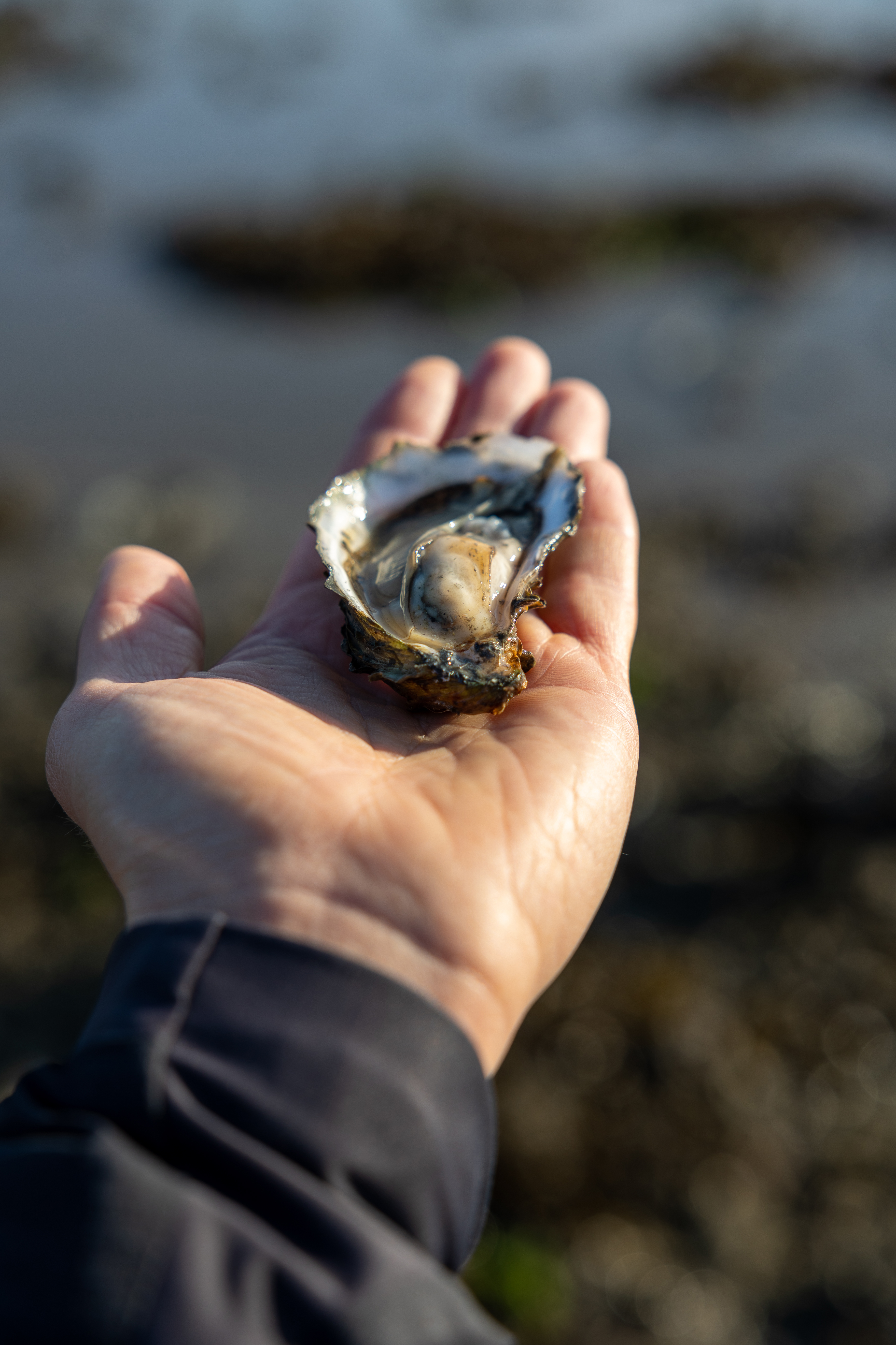Een zelfgevangen oester op Rømø ©Jacob Lisbygd