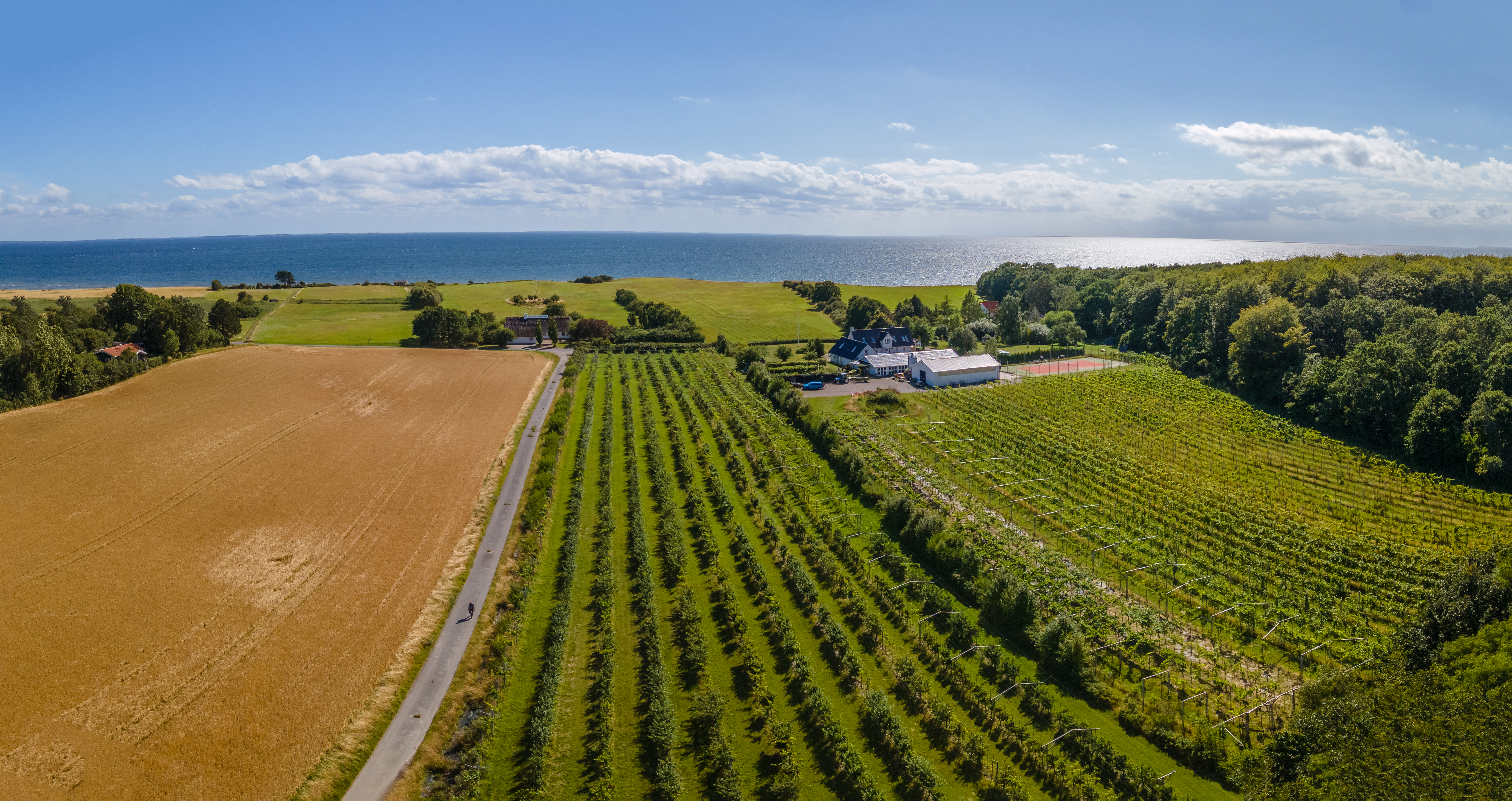 Wijngaard aan de kust bij Karrebæksminde ©Daniel Villadsen