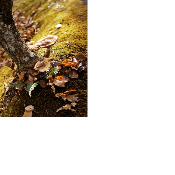 Herfst in Denemarken © Niclas Jessen