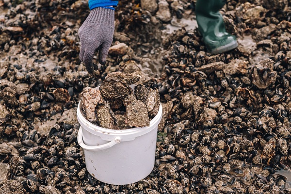 oystersafari-vadehavet-denmark-5_©Thomas Høyrup Christensen