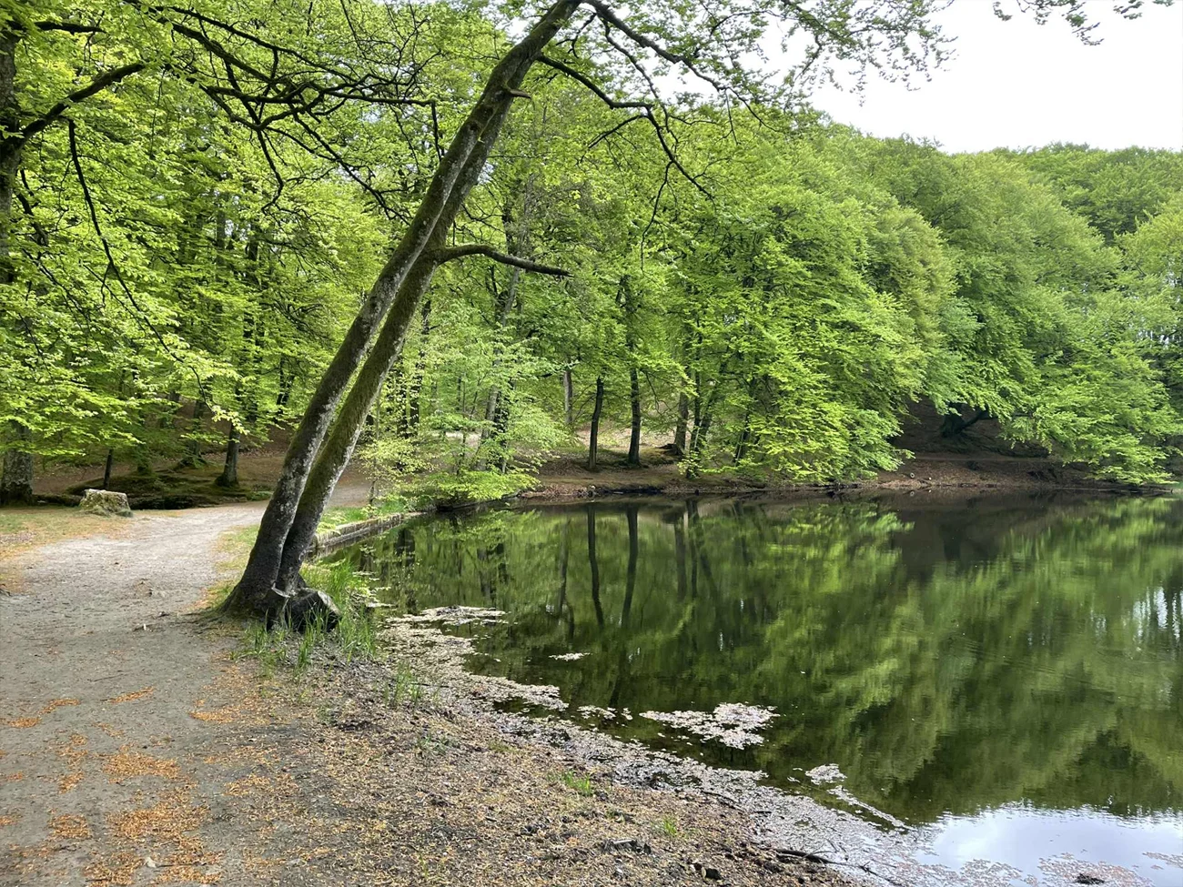 Het bos bij Mariager