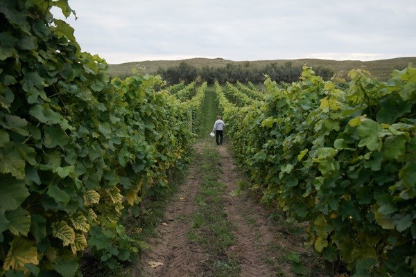 Wijngaarden op Sjælland in Denemarken