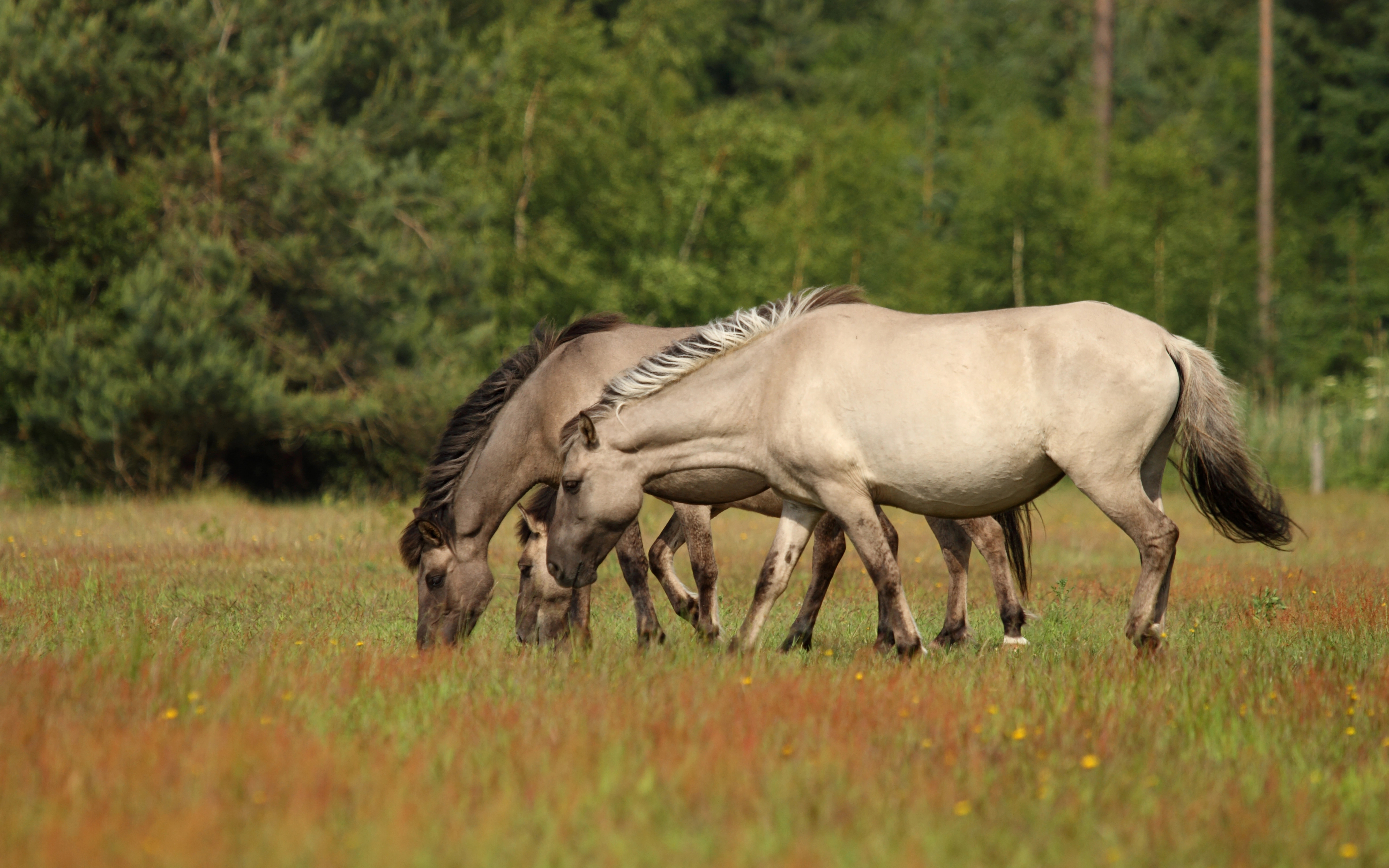 Wilde paarden bij Marielyst