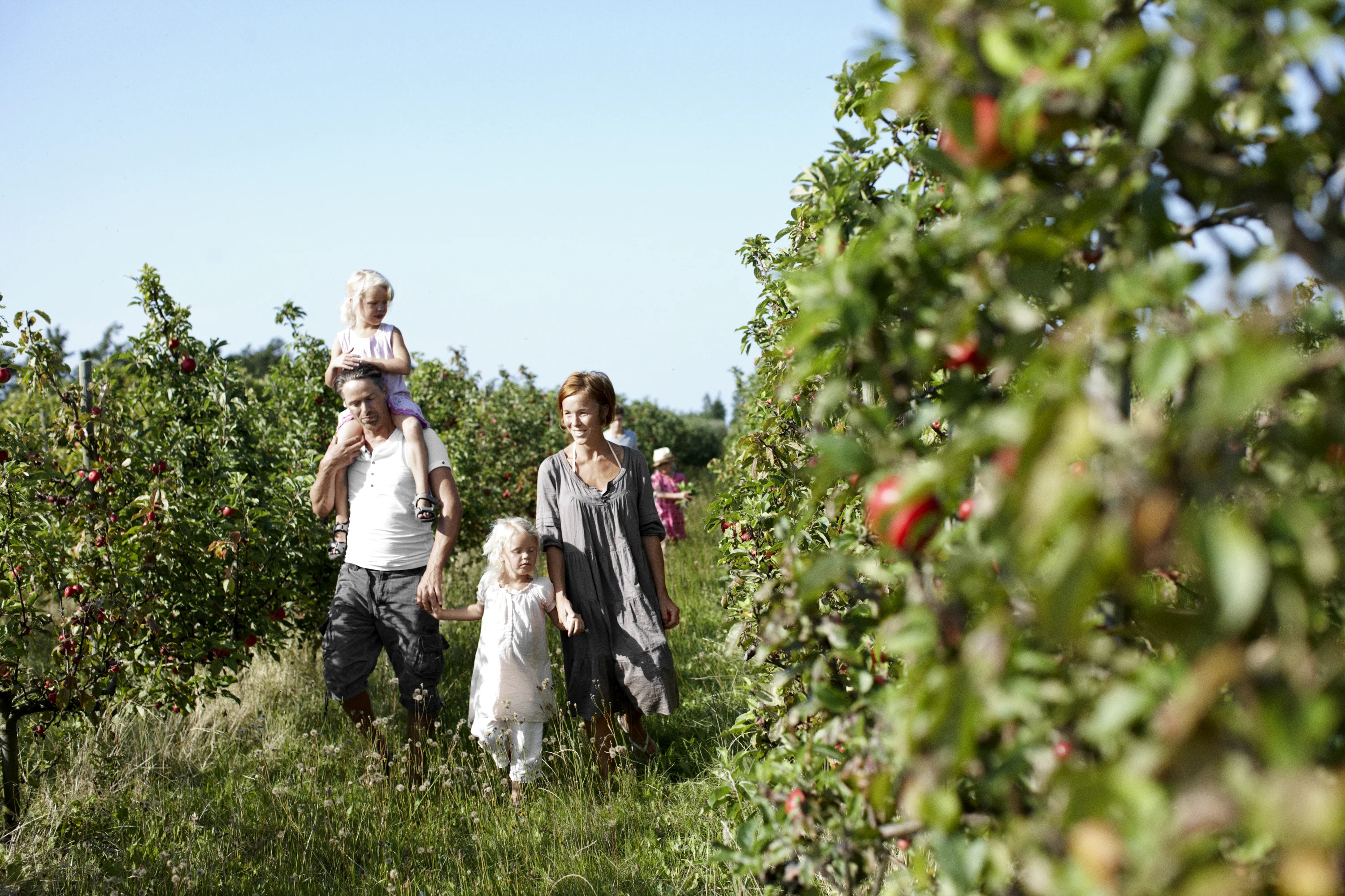 Fejö Island North from Lolland - Nature Apple Pantage -Familiy 