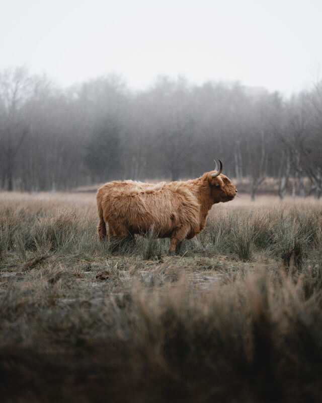 Ten zuiden van Herning ligt een prachtig natuurgebied waar je echte Hooglanders tegen komt