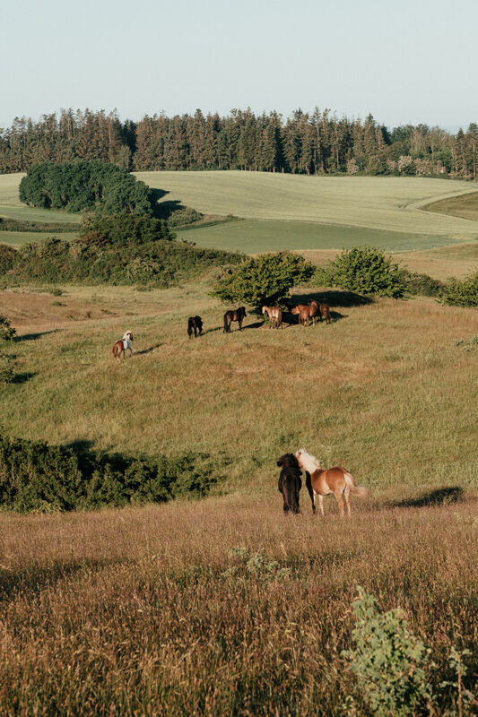 Nationalpark Mols Bjerge horses Denmark_©Frame & Work
