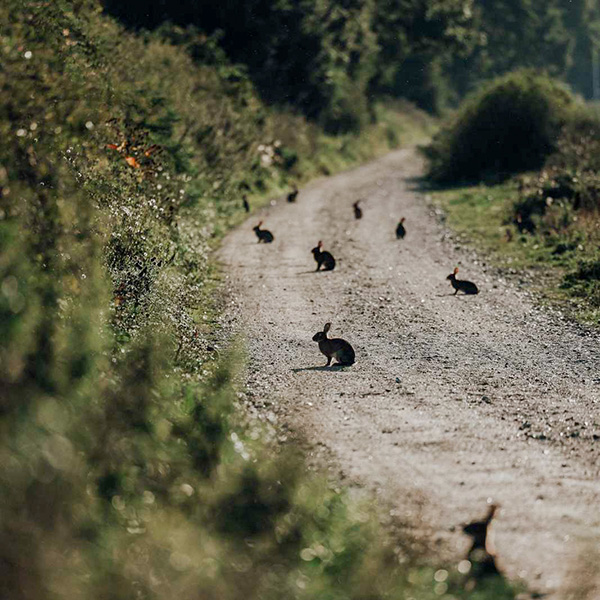 Kaninoen på Endelave