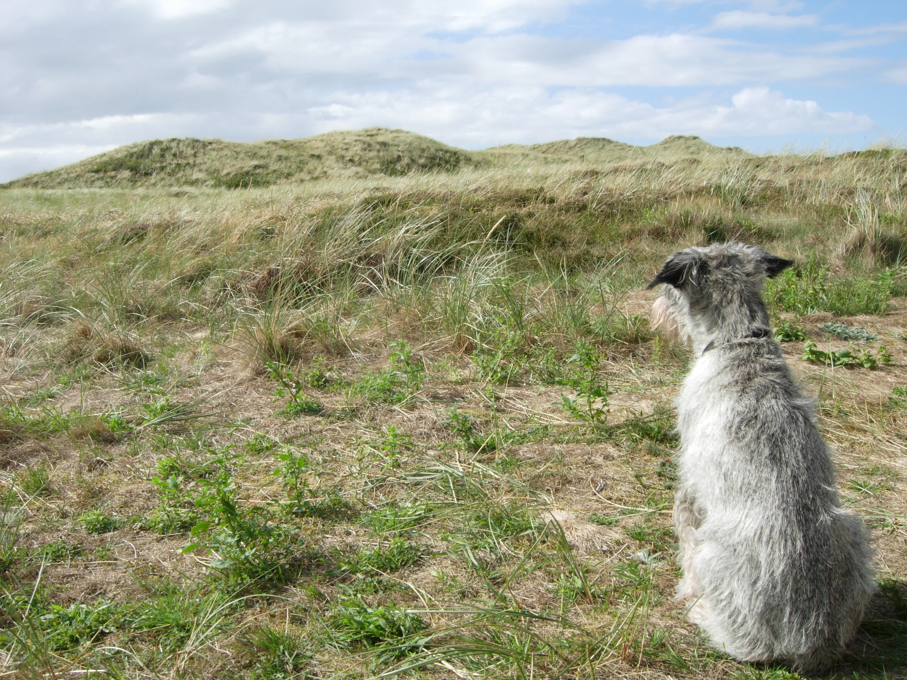 De duinen bij Bjerregård