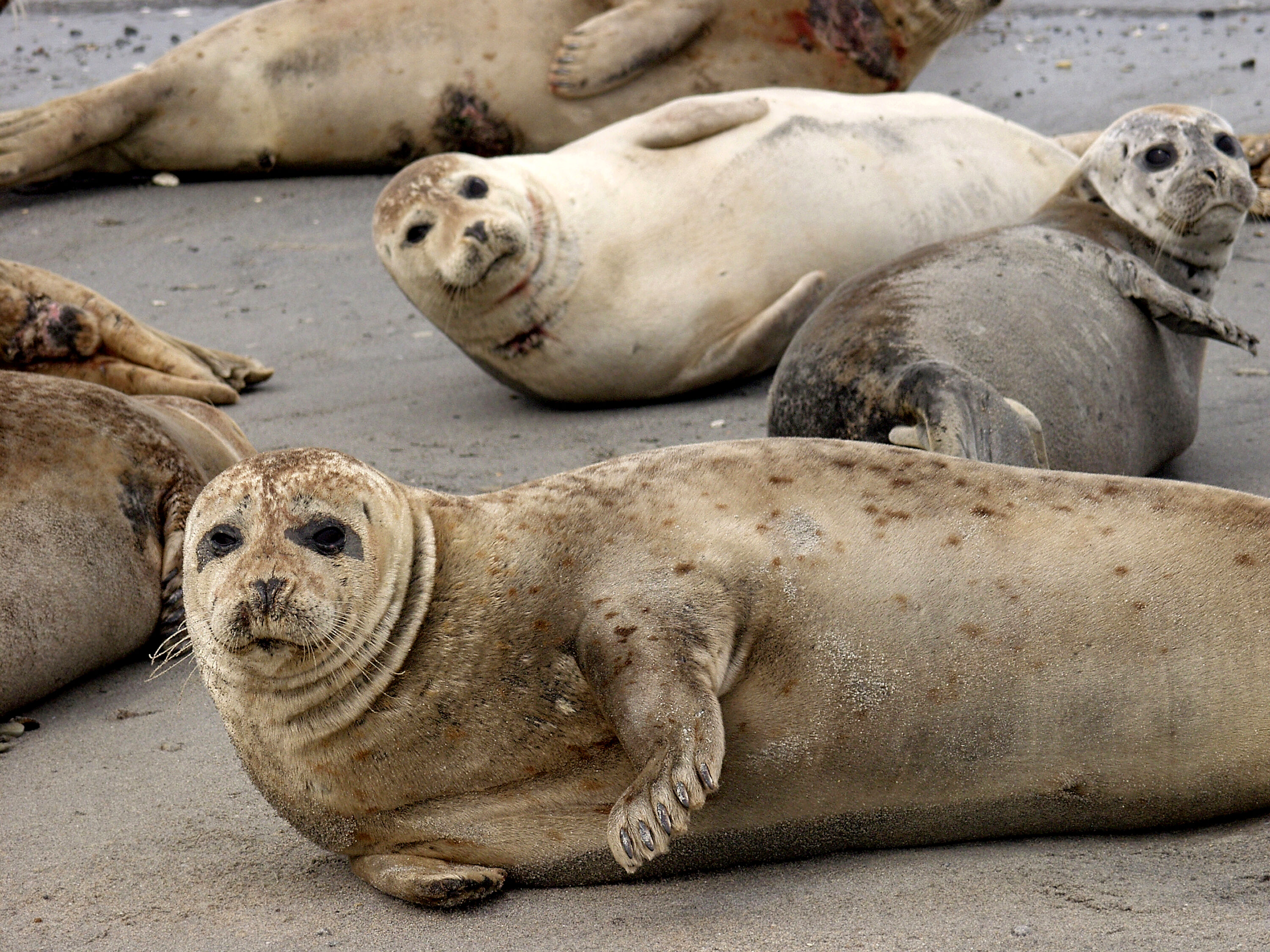 Zeehonden bij de Waddenzee