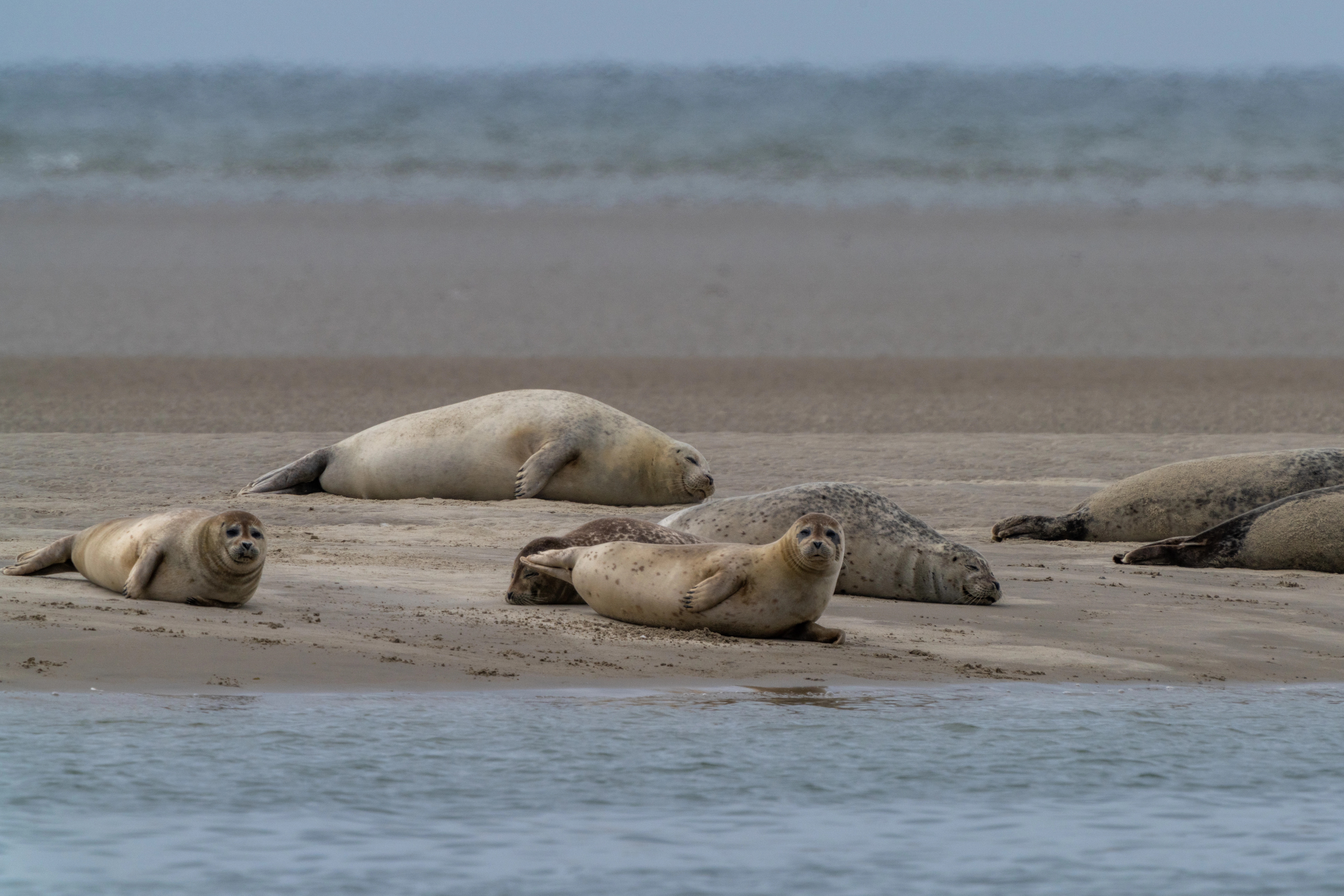 Zeehondjes op de Wadden