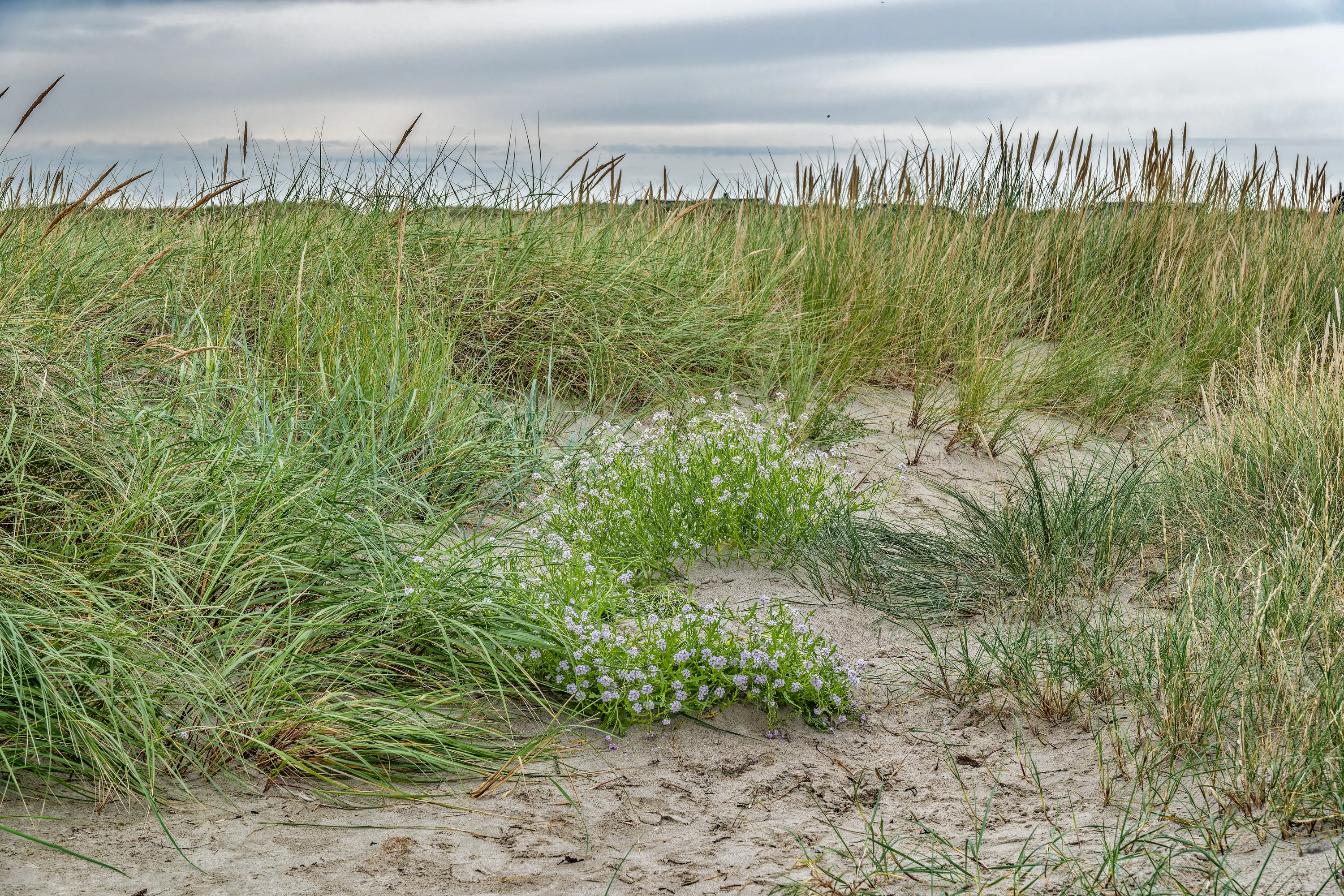 De duinen bij Rindby