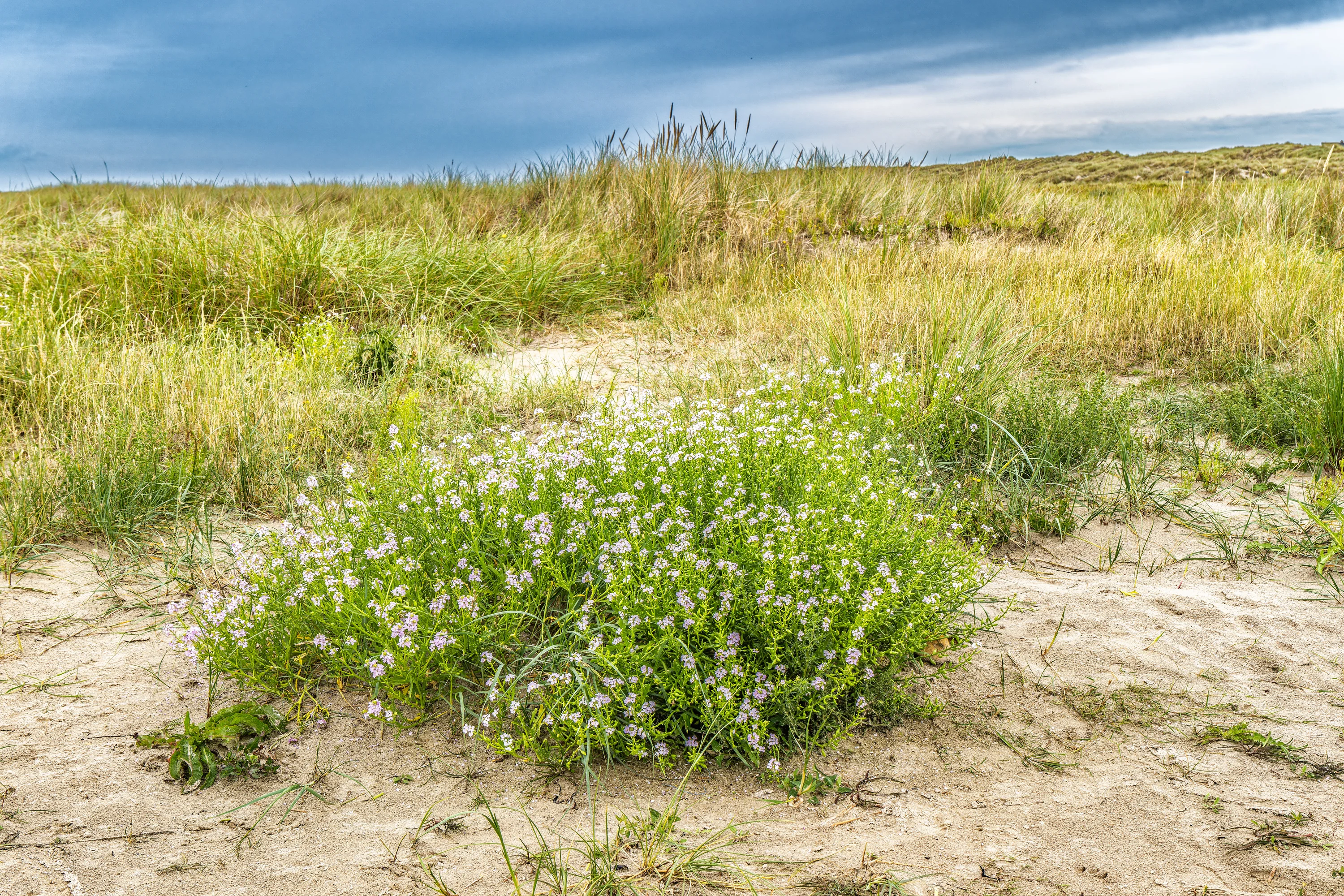 De duinen bij Rindby