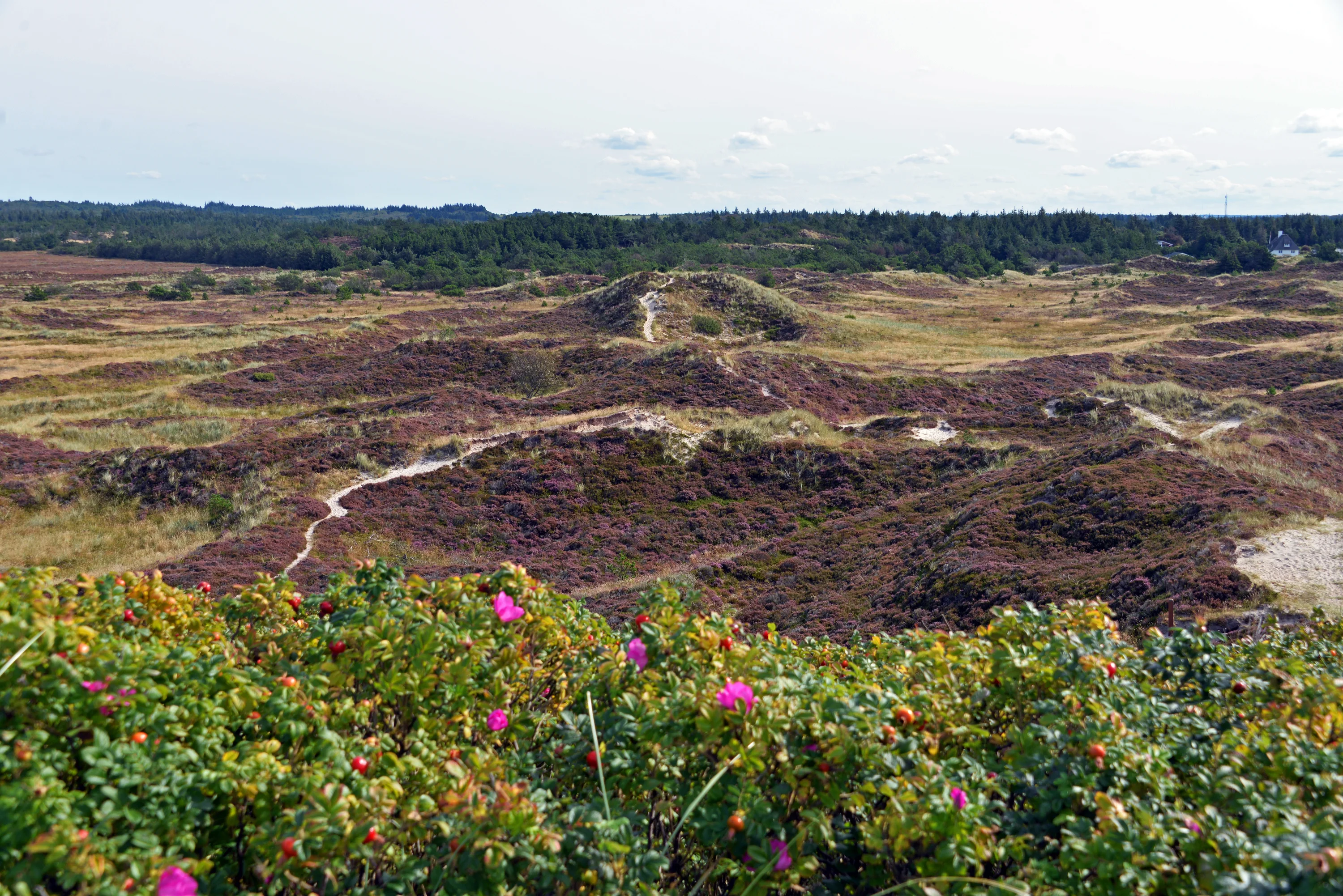 De duinen bij Henne Strand