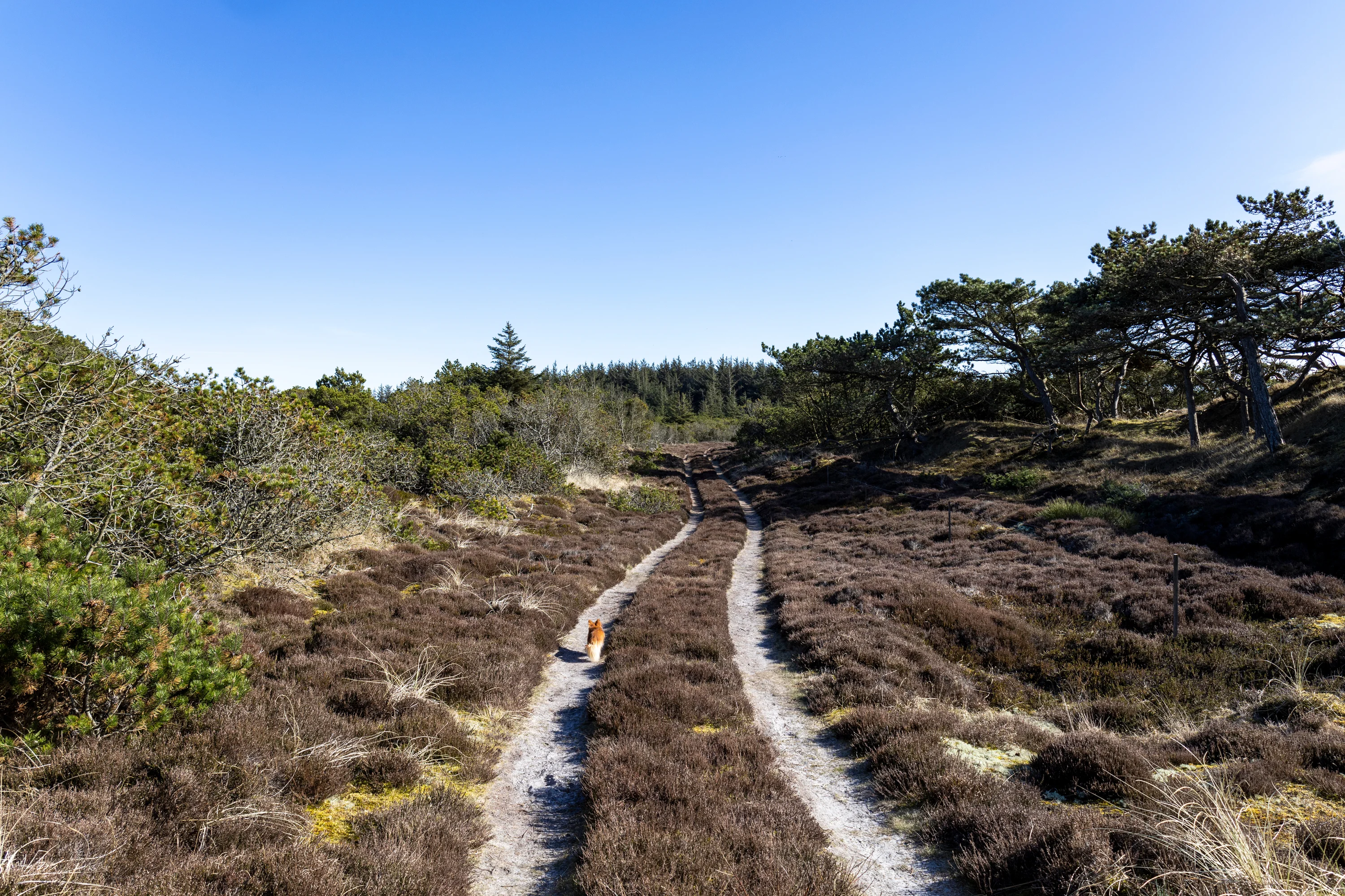 Heidegebied bij Houstrup