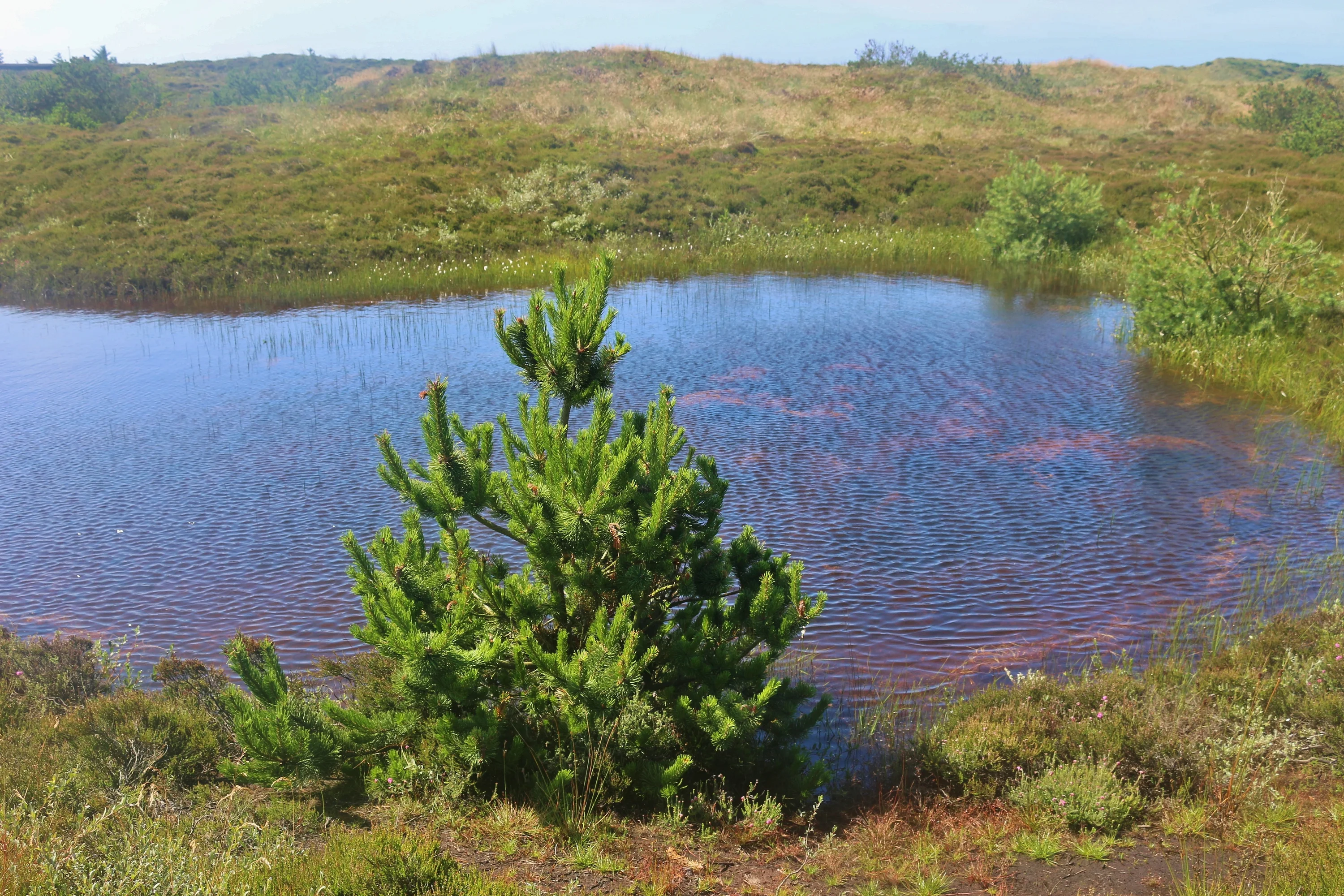 Natuur bij Nymindegab – Ontdek fjord, strand en plantage