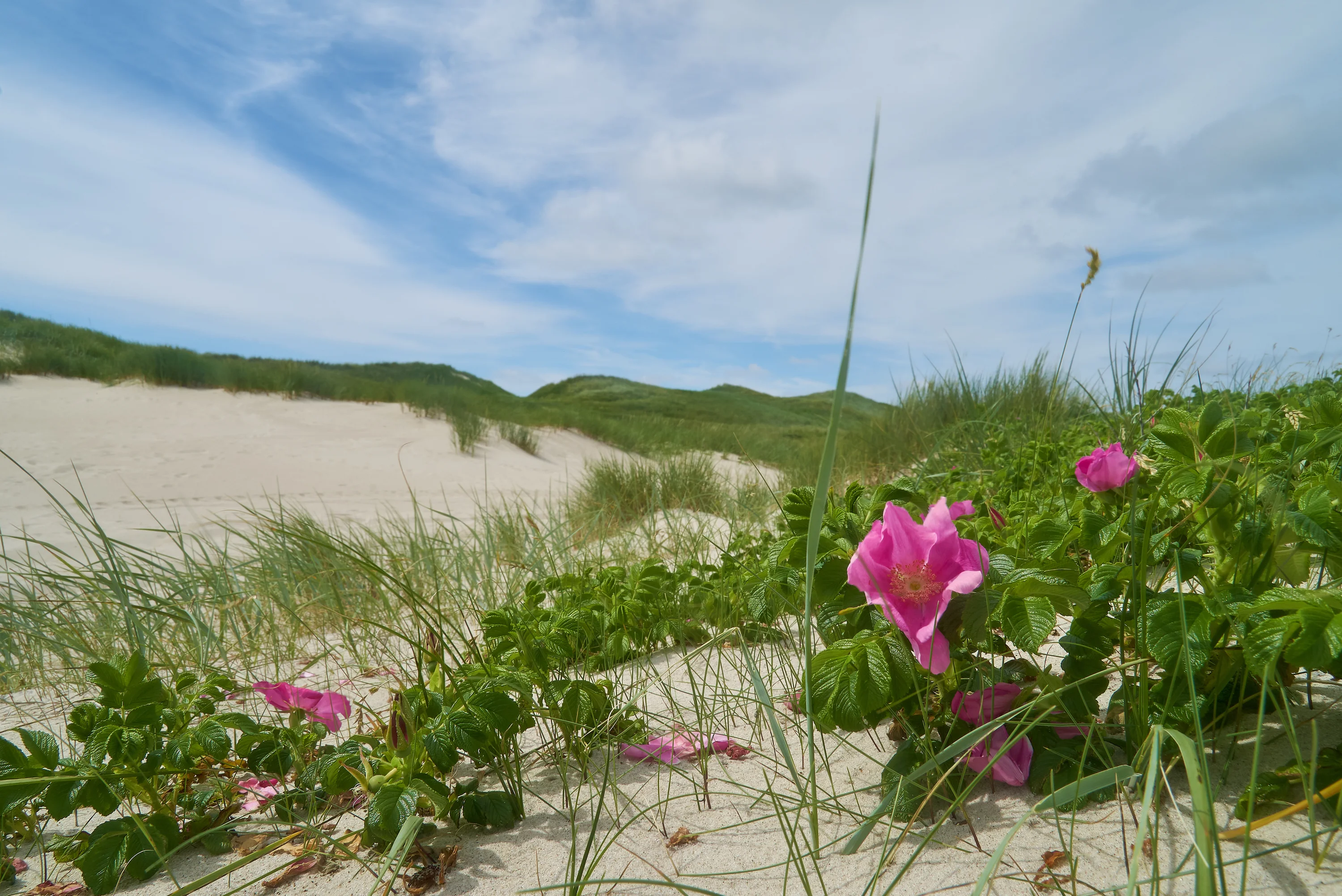 Nymindegab en de Noordzee – Ontdek natuur, dieren en de wilde westkust