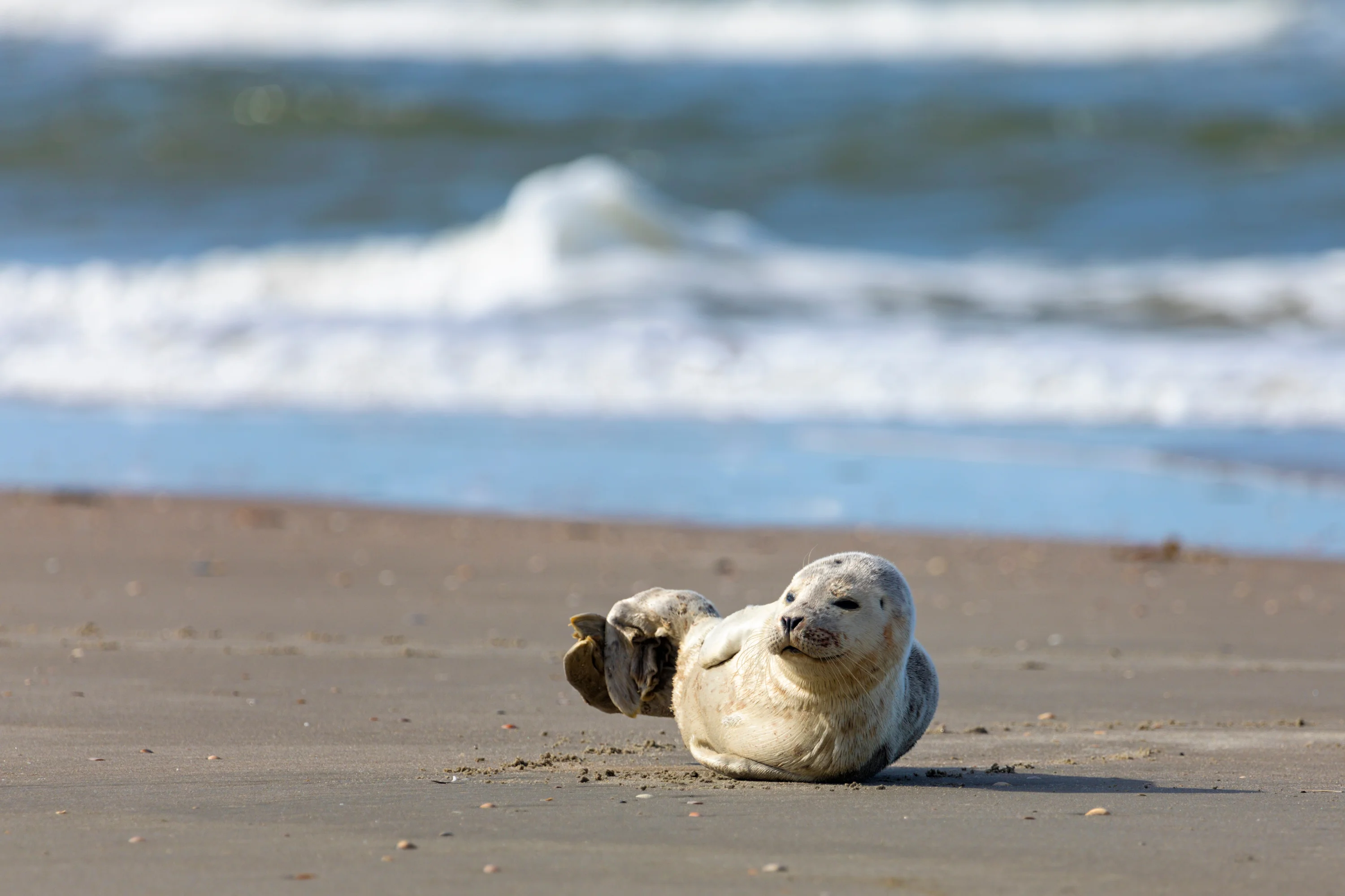 Een zeehondje op het strand van Rømø