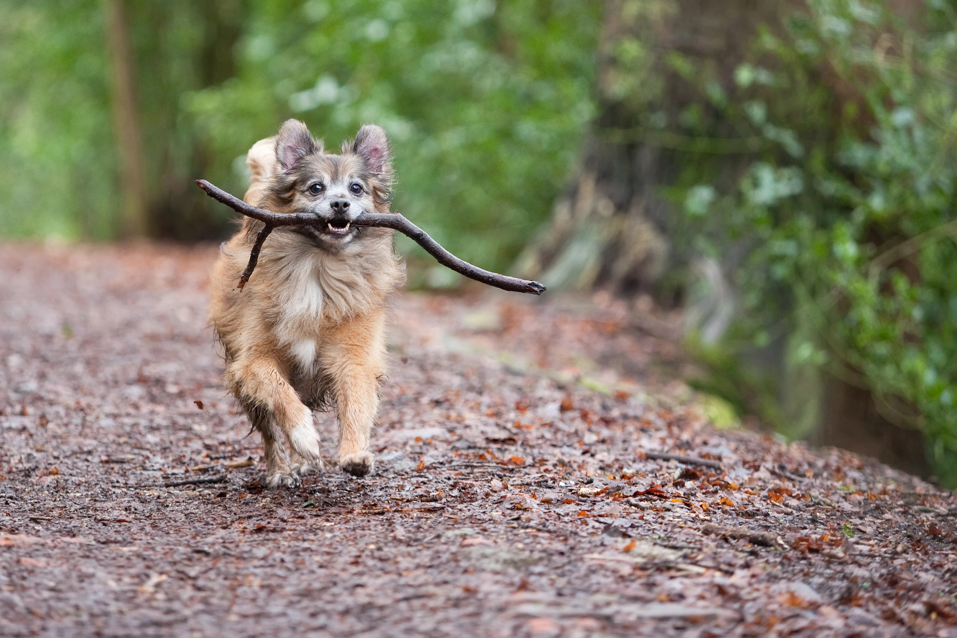 Een hondje in het hondenbos