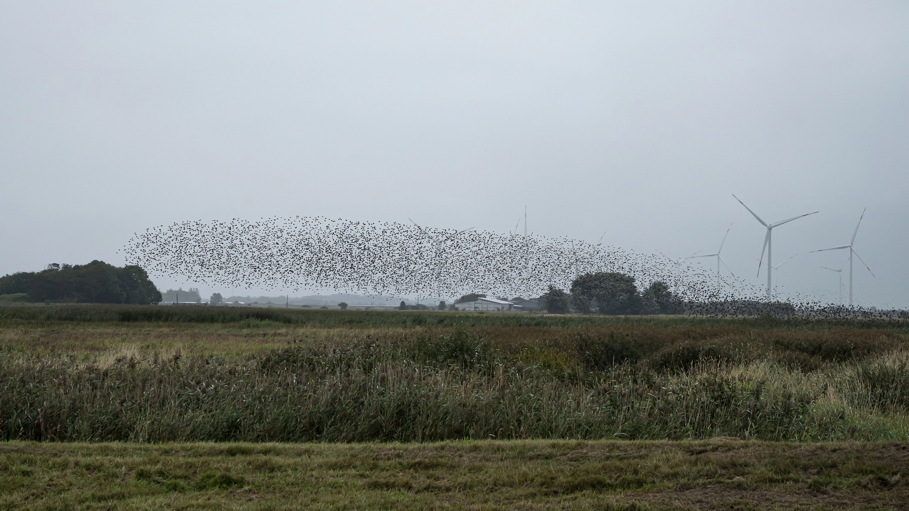 Sort sol (zwarte zon) in Zuid-Denemarken