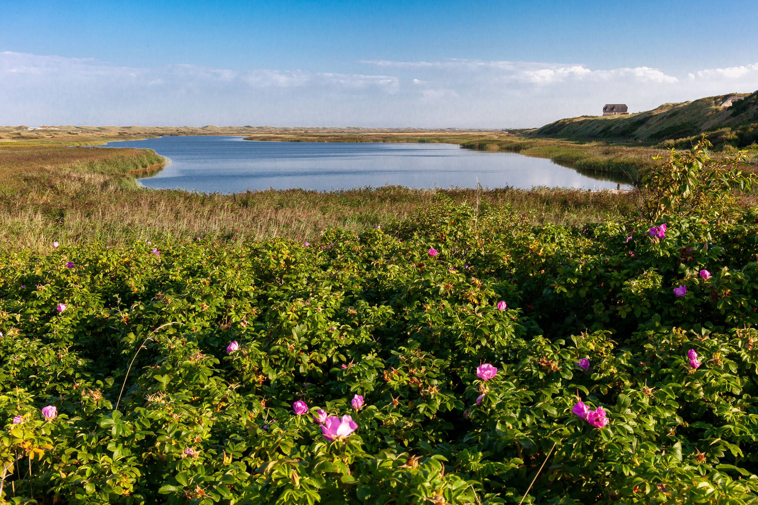Aan het Ringkøbing Fjord