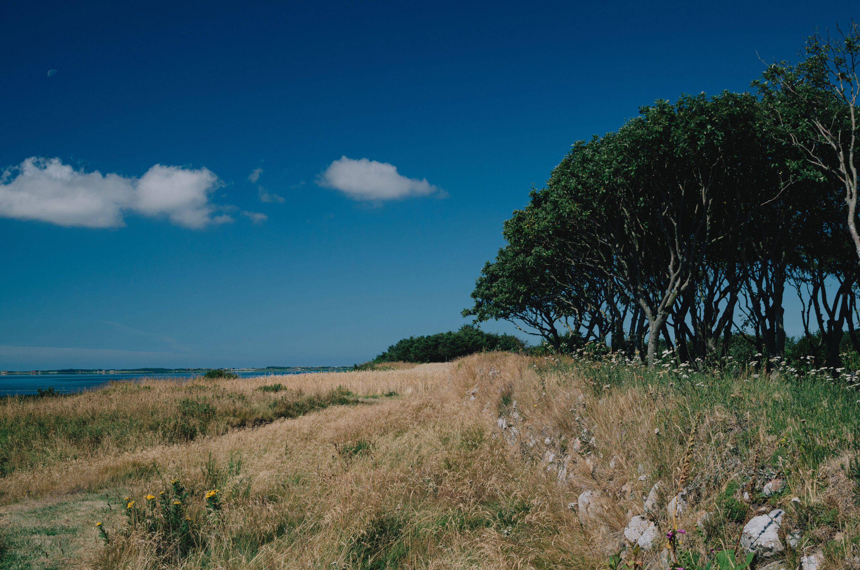Prachtige natuur aan Ringkøbing Fjord